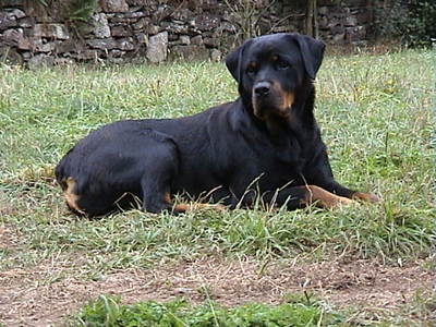 dog_1