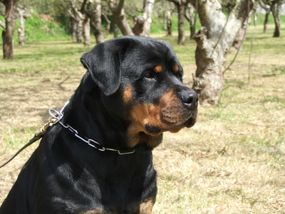 dog_11