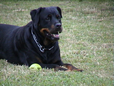 dog_13