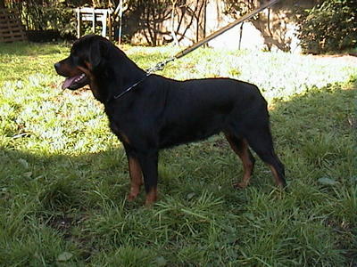 dog_16