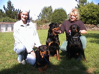dog_17