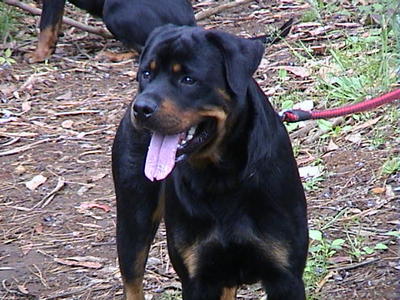 dog_18