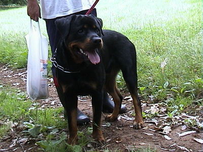 dog_19