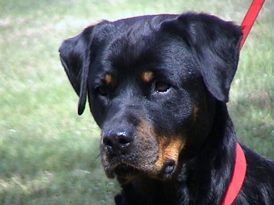 dog_2