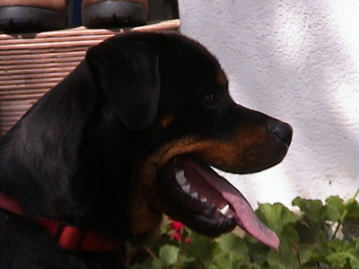 dog_3