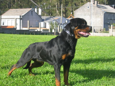 dog_40
