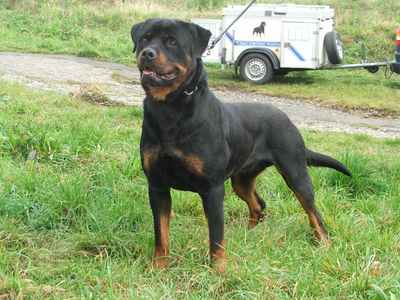dog_41