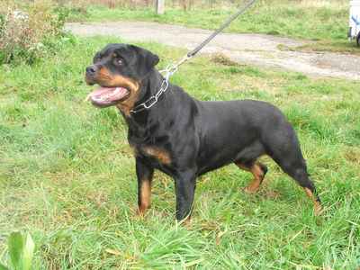 dog_42