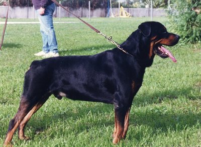 dog_43