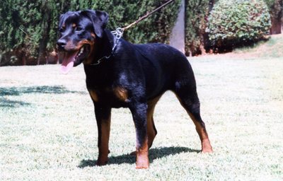 dog_44