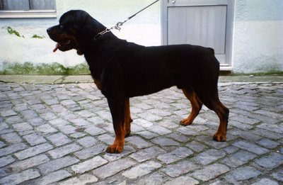dog_45