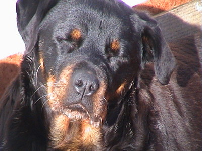 dog_5