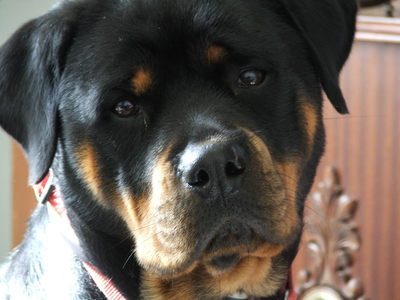 dog_7