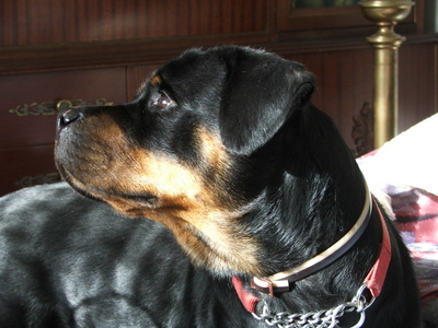 dog_8